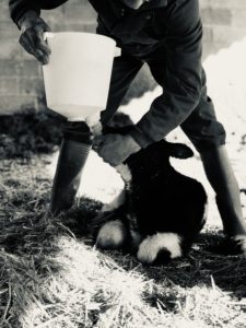 "Dosi de Vida"